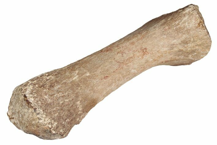 Fossil Plesiosaur Humerus - Asfla, Morocco #199976